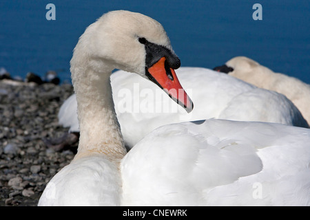 Mute Swan (Cygnus olor) preening on beach at Esquimalt Lagoon, Victoria, Vancouver island, BC, Canada in September Stock Photo