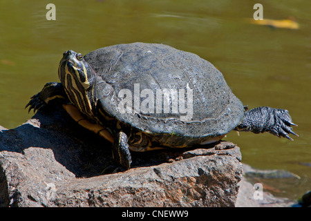 Painted Turtle (Chrysemys picta) on a rock at Kings Pond, Victoria, Vancouver island, BC, Canada in September Stock Photo