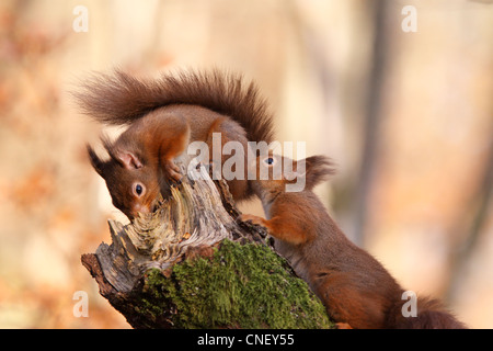 Interaction between two male red squirrels (Sciurus vulgaris) in the forest, Highlands, Scotland, UK Stock Photo