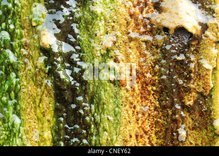 Algae growing on a wall completely covering its surface Stock Photo