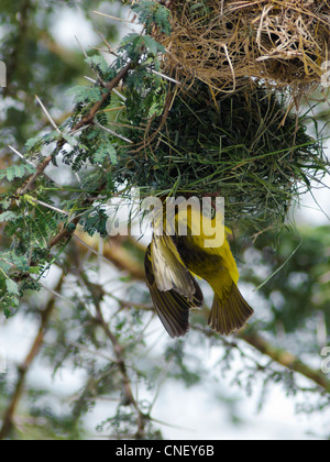 Speke's Weaver Stock Photo