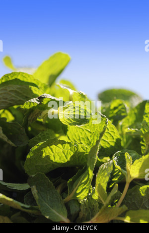 Fresh bunch of spicy flavored and aromatic mint leaves glowing in sun light Stock Photo