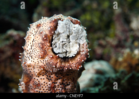 Tentacles of an adult Holothurian or Sea Cucumber, Pearsonothuria graeffei, previously known as Bohadschia graeffei. Stock Photo