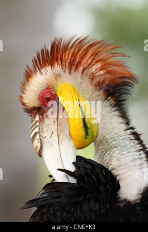 Male Wreathed Hornbill, also known as the Bar pouched Wreathed Hornbill, Rhyticeros undulatus. Stock Photo