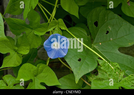 Ivyleaf Morning Glory, Ipomoea hederacea Stock Photo