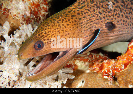 Giant Moray Eel, Gymnothorax javanicus, with a juvenile Blue Streak Cleaner Fish Labroides dimidiatus. Stock Photo