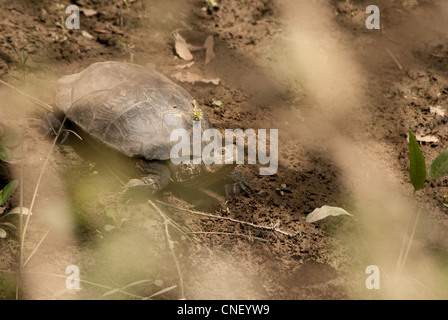 turtle on riverbank Stock Photo