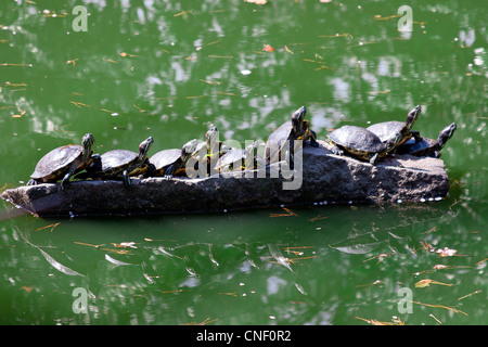 Turtles sunning on a rock in the middle of a green pond Stock Photo