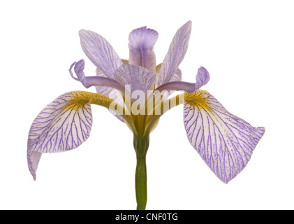 Single flower of a blue and white iris hybrid against a white background Stock Photo