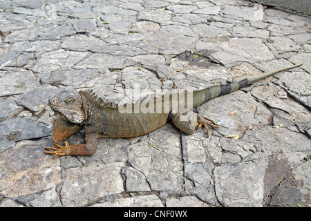 A land iguana in Guayaquil, Ecuador Stock Photo