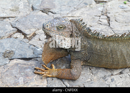 Head and shoulders of a land iguana in Guayaquil, Ecuador Stock Photo