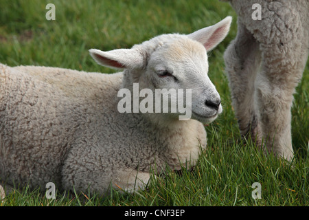A lamb in a field during lambing season in Nidderdale, Yorkshire Stock Photo