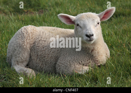 A lamb in a field during lambing season in Nidderdale, Yorkshire Stock Photo