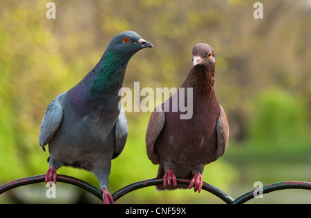 Rock Pigeons in St James park make a cute couple. London. Stock Photo