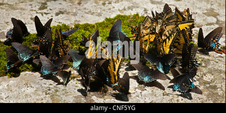 group, kaleidoscope, swarm or rabble of swallowtail butterflies Stock Photo