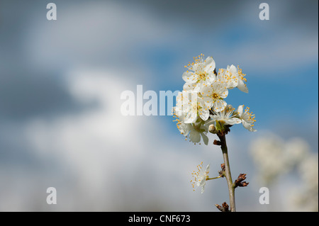 Malus domestica. Apple Tree blossom against blue cloudy sky Stock Photo