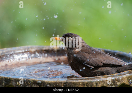 Turdus merula . Female blackbird washing in a bird bath Stock Photo