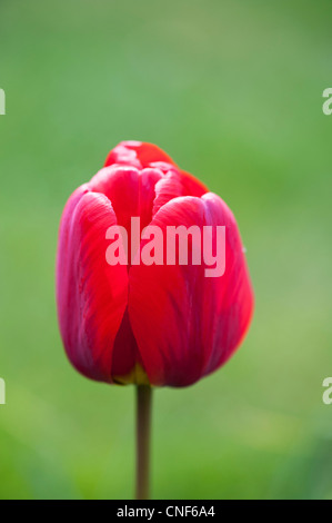 Cultivated of red tulips (Tulipa Stock Photo - Alamy