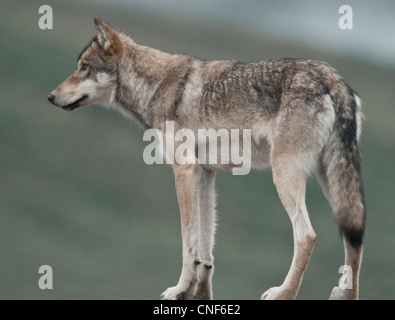 Gray Wolf (Canis lupus) is a social predator one of a den of 14 individuals in Denali National Park, Alaska. Stock Photo