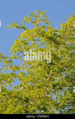 Background of a green japanese bamboo tree seen from below Stock Photo
