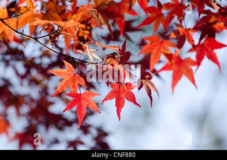 Red leaves of the japanese maple in autumn, foliage Stock Photo