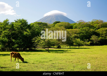 Nicaragua Isla Ometepe on Lake Nicaragua Vulcano Concepciòn green fields and fruit trees in foreground on bright sunny day Stock Photo