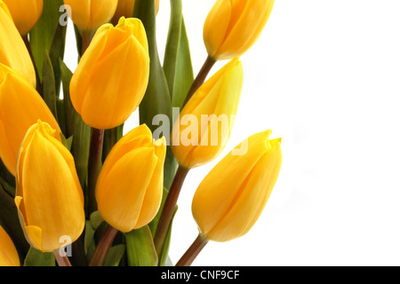 Yellow tulips with a white background. Stock Photo