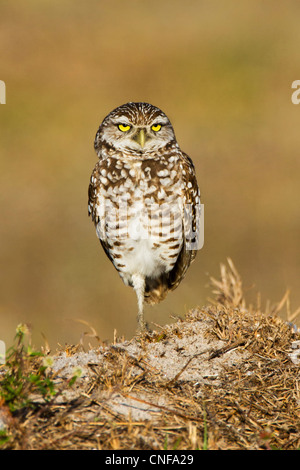 Burrowing Owl - Athene cunicularia - standing on one leg, clean background, soft warm light, portrait Stock Photo