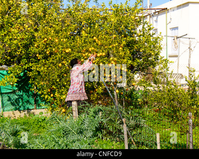 Woman plucking lemons in a private domestic garden near Nicosia in the Republic of Cyprus Stock Photo