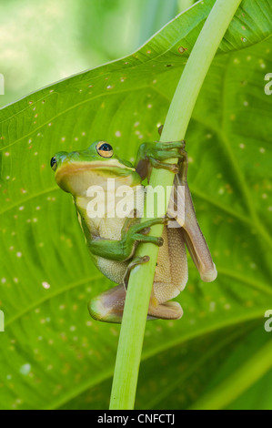 Green Treefrog, Hyla cinerea Stock Photo