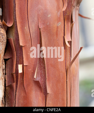 Close up shot of peeling bark on tree trunk for texture and background Stock Photo