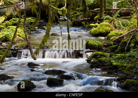 Stream flowing through a rain forest on Vancouver Island, Canada Stock Photo