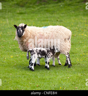 Two welsh lambs with black and white wool feeding from mother sheep Stock Photo