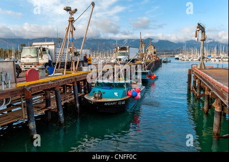 Local fishing boat loaded with a fresh catch of sea urchins reaching the Santa Barbara Harbor, California. The fresh seafood is Stock Photo