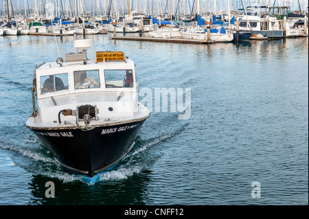 Local fishing boat loaded with a fresh catch of sea urchins reaching the Santa Barbara Harbor, California. The fresh seafood is Stock Photo