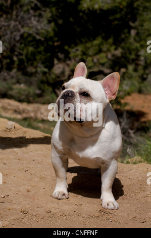 French bulldog Stock Photo