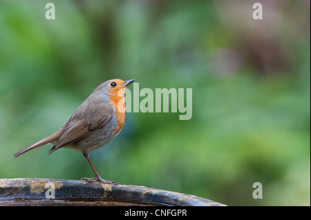 Robin looking up perched on a bird bath in the garden Stock Photo