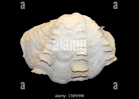 Fluted Giant Clam Shell Stock Photo - Alamy