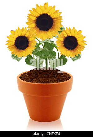 sunflower in clay pot isolated on white background. Stock Photo