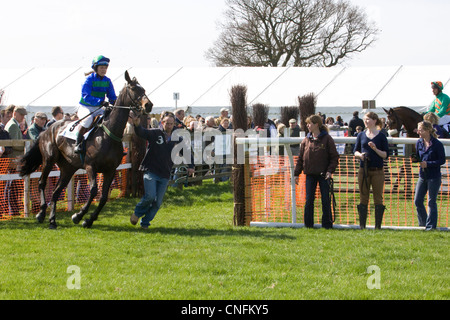 A  Thoroughbred horse Equus ferus caballus on his way to the start of a race Stock Photo