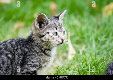 Cats and kittens in the garden. Stock Photo