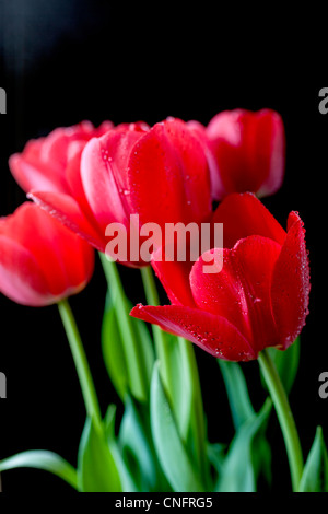 Red tulips in spring studio setting Stock Photo