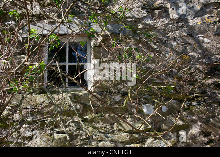 Window of an overgrown derelict house Stock Photo