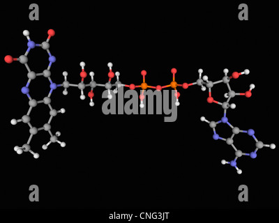 Flavin adenine dinucleotide (FAD) molecule Stock Photo