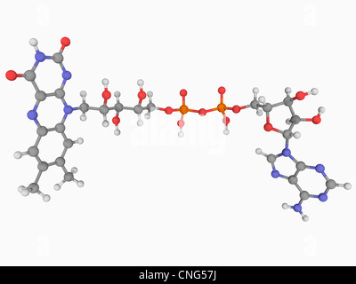 Flavin adenine dinucleotide (FAD) molecule Stock Photo