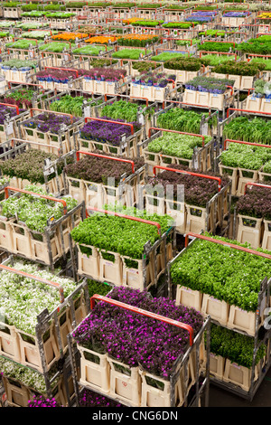 Holland, Aalsmeer, Aalsmeer flower auction, the Dutch Bloemenveiling Aalsmeer. The  hall where transit trolleys of flowers. Stock Photo