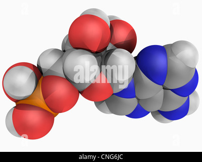Adenosine monophosphate molecule Stock Photo