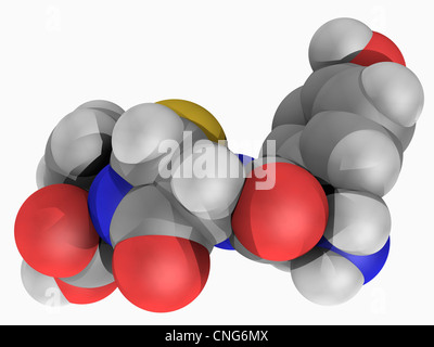 A molecular model of amoxicillin, an antibiotic used to treat bacterial  infections such as strep throat, urinary tract infections, salmonella,  pneumonia, and lyme disease. Amoxicillin is easily absorbed by the body,  making