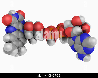 Flavin adenine dinucleotide (FAD) molecule Stock Photo