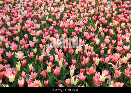 Mix of tulips 'Très Chic' et tulips kaufmanniana 'Heart's Delight'. Stock Photo